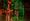 Jungle