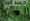 Der Wald