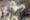 The Oatman Jailbreak poster2
