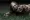 Zombie virus poster2