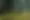 The Forest
