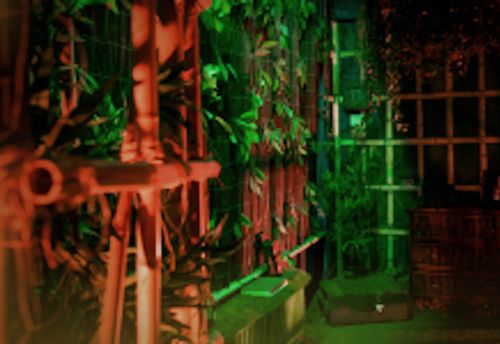 Jungle