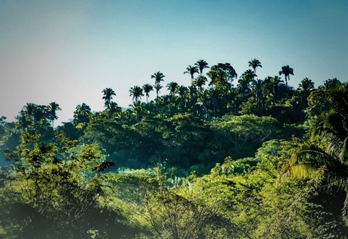 Jungle