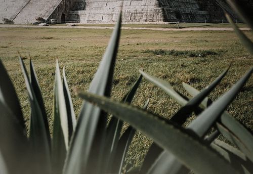 The Temple Treasure