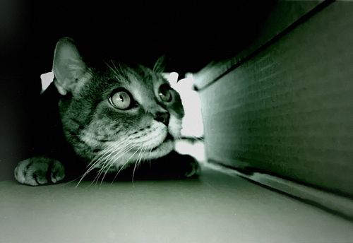 Here, Kitty Kitty