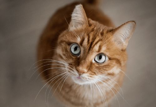 Meow or Never: Cats, Puzzles, and Purrsonal Finance