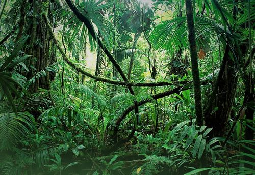 Jungle Safari