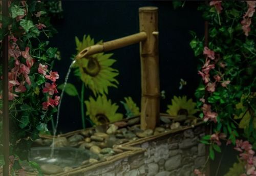 Emily’s Garden