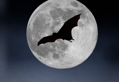 Dracula's Chambers
