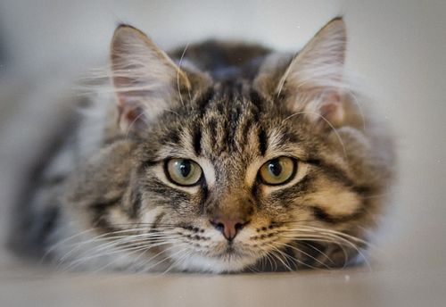 Minou