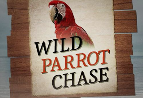 Wild Parrot Chase