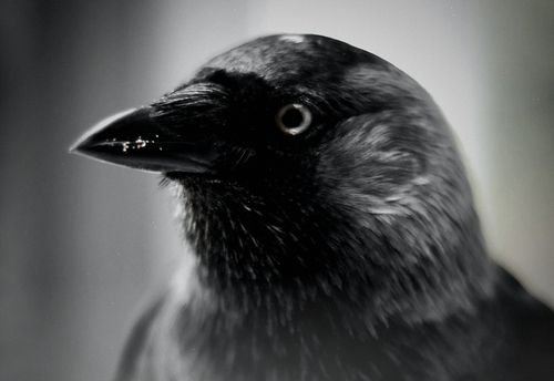 Poe