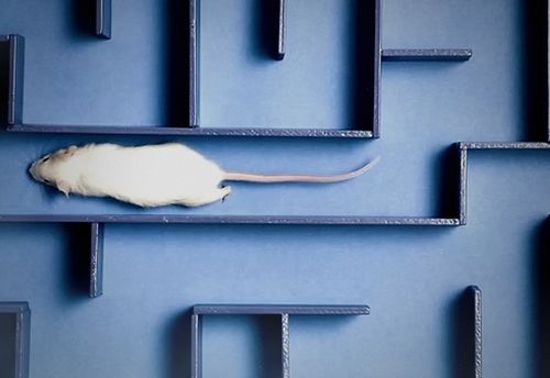 Rat Race