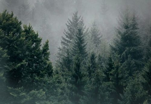 The Secret Forest