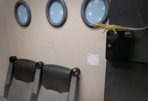 Creatures on a Plane