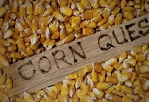 Corn Quest