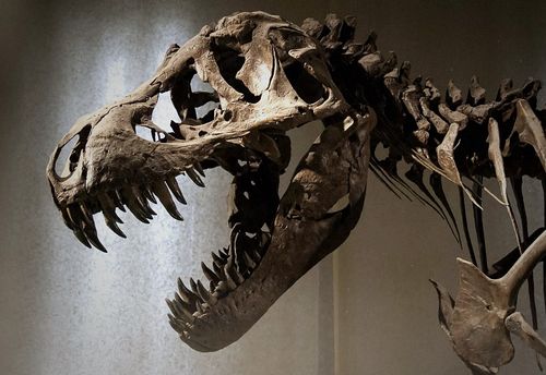 The Wizard School Scavenger Hunt 2: The Museum of Magical History at AMNH