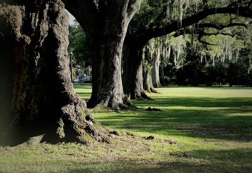 New Orleans: City Park Adventure