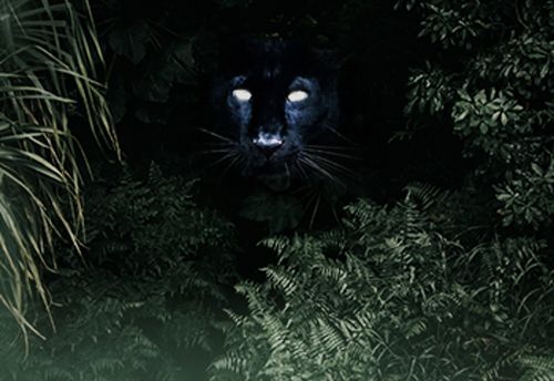 Jungle Safari