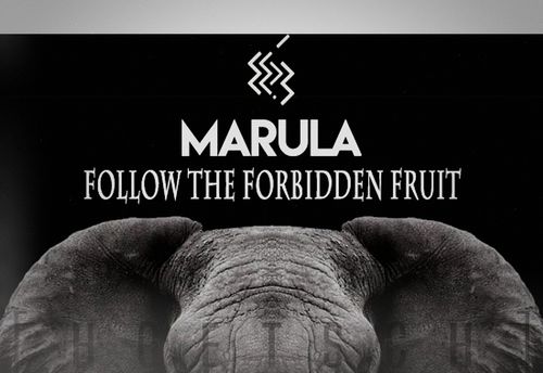 Marula, Suivez le Fruit Défendu !
