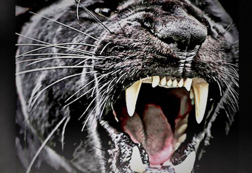 The Curse of the Jaguar