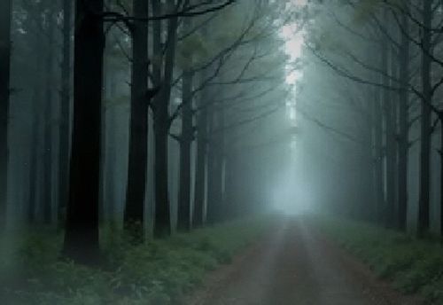Whispering Woods: Rise of TK