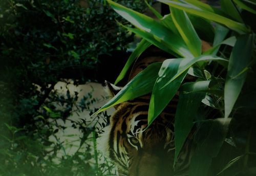 Jumanji