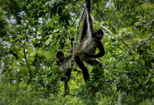 Kids Escape - Héros de la Jungle