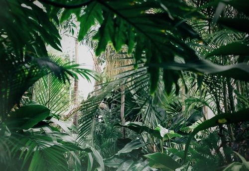 Fièvre de la jungle