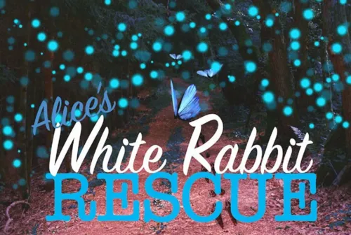 Alice's White Rabbit Rescue