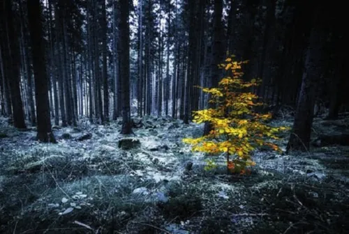 Mystical Forest