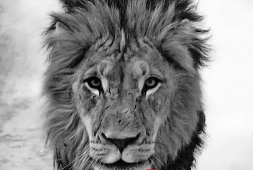 Animal Kingdon