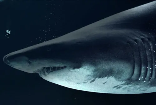 Great White