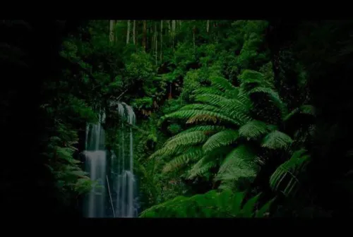 The Black Forest