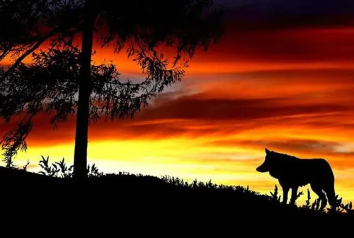 Hour of the Wolf