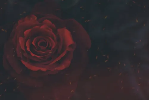 Rosalie