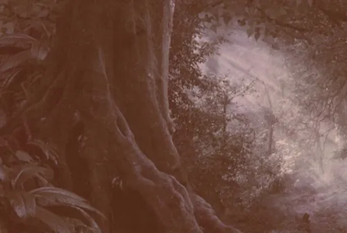Legend of the Woods
