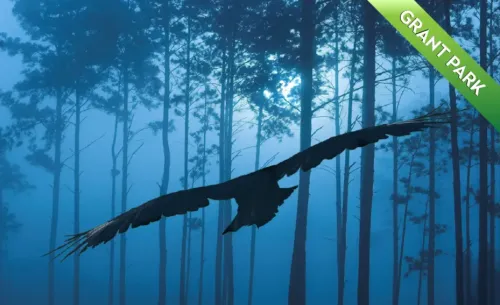 What happened in raven woods?