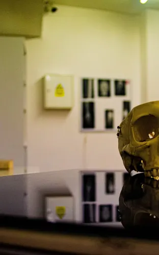 the DENTIST