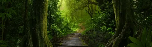 LA FORÊT ENCHANTÉE